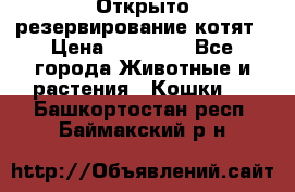 Открыто резервирование котят › Цена ­ 15 000 - Все города Животные и растения » Кошки   . Башкортостан респ.,Баймакский р-н